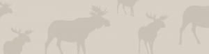 moose footer image