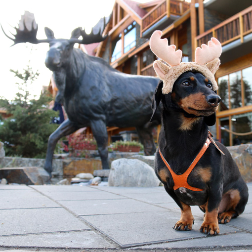 Crusoe the celebrity Dog at the Moose